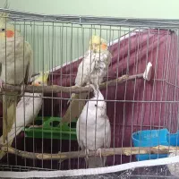 یه جفت همراه دوتا جوجه