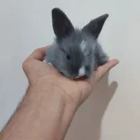 توله خرگوش لوپ