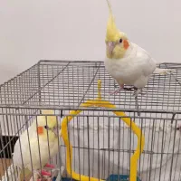 یک جفت عروسی هلندی سرحال
