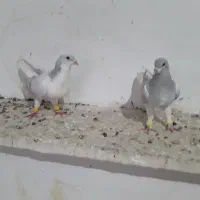 کبوتر بدرنگ نرماده