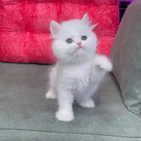 بچه گربه های گوگولی (پرشین بریتیش اسکاتیش)|گربه|اهواز, کیانپارس |دیوار