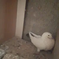 کبوتر خوب و سرحال|پرنده|بافت, |دیوار