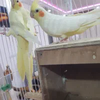 عروس|پرنده|لردگان, |دیوار