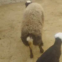 بره شیری
