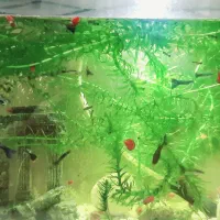 ماهی گوپی گیاه دم‌گربه‌ای حلزون رامشورن پلنت بچه