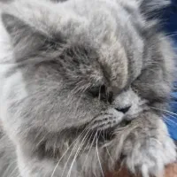 گربه british|گربه|شیراز, فرهنگ شهر|دیوار