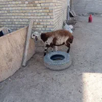 بره پلنگی|حیوانات مزرعه|فیروزآباد (لرستان), |دیوار