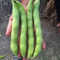 باقله بزری شاخ بزی درجه یک یک|خدمات باغبانی و درختکاری|خرمآباد, |دیوار