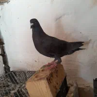 کبوتر جفتی|پرنده|مرودشت, سهل‌آباد|دیوار