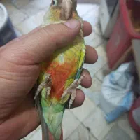 سلام گرینچیک ماده دستی پروازی