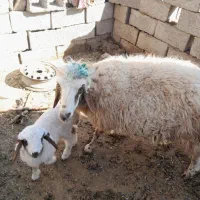 میش بره آبستن بیاس آباد|حیوانات مزرعه|قاسمآباد (خواف), |دیوار