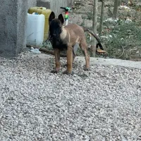 سگ مالینویز بلژیکی