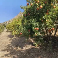 اجاره باغ انار|اجارهٔ کوتاه‌مدت ویلا و باغ|اورامان, |دیوار
