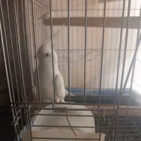 عروس هلندی البنیو