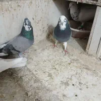 کبوترتهرانی|پرنده|کرمانشاه, |دیوار