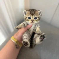 بریتیش سیلور و گلد|گربه|لاهیجان, شیشه گران|دیوار