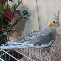 جوجه عروس هلندی ۴ماهه سخنگو