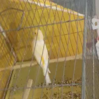 قناری نر ماده