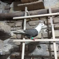 کبوتر سر سفید|پرنده|اسفرورین, |دیوار