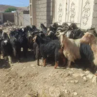 گاو بز|حیوانات مزرعه|خرم‌آباد, |دیوار