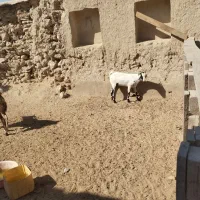 دامداری رمکان|حیوانات مزرعه|قشم, |دیوار