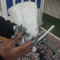 کوهی دم سفید شیبان|پرنده|باوی, |دیوار