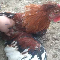 خروس گلین|حیوانات مزرعه|نجفآباد, یزدانشهر|دیوار