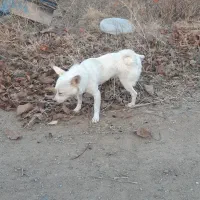 یک عدد پاکوتاه نر دوساله نژاد فیندو سرابی دم فر