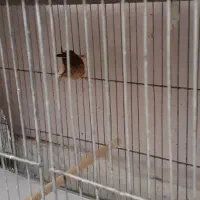 قناری رسمی|پرنده|تهران, قلهک|دیوار
