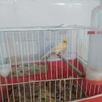 قناری مادە جفت نخورده آمادەی جفت|پرنده|کرمانشاه, |دیوار