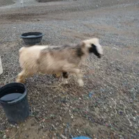 بره|حیوانات مزرعه|اسماعیلی, |دیوار