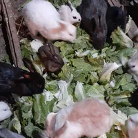 خرگوشهای خوشگل وبازیگوش به تعداد زیاد|موش و خرگوش|میاندوآب, |دیوار