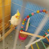 فروش یک عدد عروس هلندی ماده