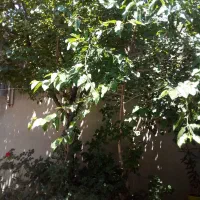 ملک ویلایی دوبلکس پشت اداره جهاد با ۲۳۵ متر زیربنا|فروش خانه و ویلا|کبودرآهنگ, |دیوار