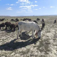 الاغ ماده گله ای