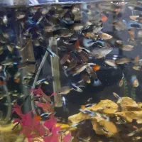 ماهی گوپی|ماهی|تهران, جی|دیوار