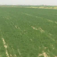 کشت دیم زیره گندم جو