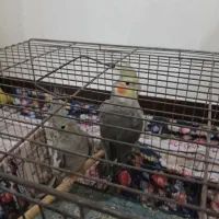 ی جفت عروس هلندی سالم