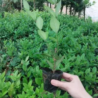 یاس نایلکسی|خدمات باغبانی و درختکاری|کلاچای, |دیوار