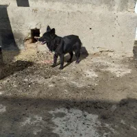 سگ پا کوتاه