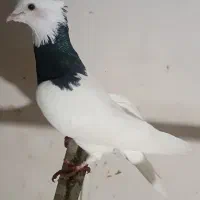 کبوتر طوقی نر واکسی