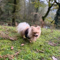 فروش سگ پامرین|سگ|آستارا, |دیوار