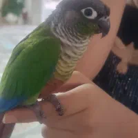 یه جفت طوطی‌گرینچیک