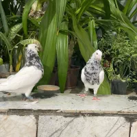 طوقی سینه کله رنگی پلاکی|پرنده|شیراز, کوشک میدان|دیوار