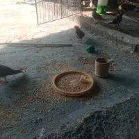 20تا کبوترشهری خوشرنگ|پرنده|برازجان, |دیوار