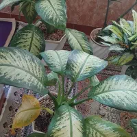 ۸ عدد گل|گل و گیاه طبیعی|بروجرد, |دیوار