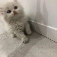 گربه پرشین اصیل