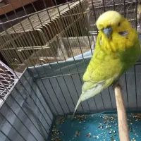 مرغ عشق انگلیسی|پرنده|تهران, آهنگ|دیوار