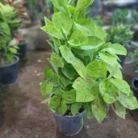 تخفیف  تا شب یلدا20درصد|گل مصنوعی|قم, چهل درخت‎|دیوار