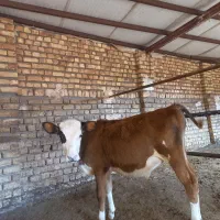 گوساله سیمنتال نر